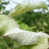 Bijeli plak na lišću jabuke - liječenje pepelnice